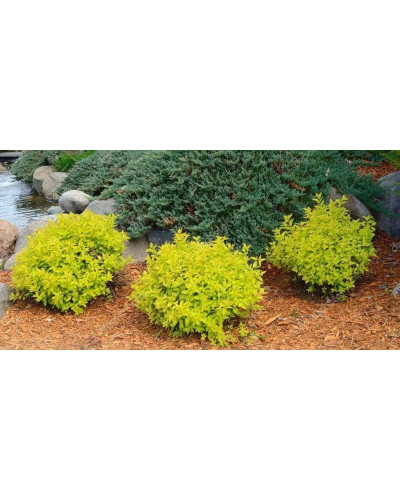 Спірея японська Голдмаунд | Спирея японская Голдмаунд | Spiraea japonica Goldmound