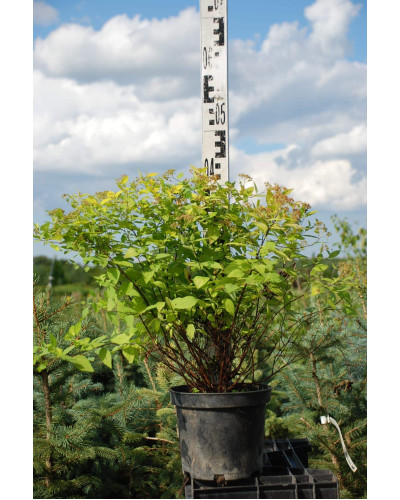 Спірея японська Голдмаунд | Спирея японская Голдмаунд | Spiraea japonica Goldmound