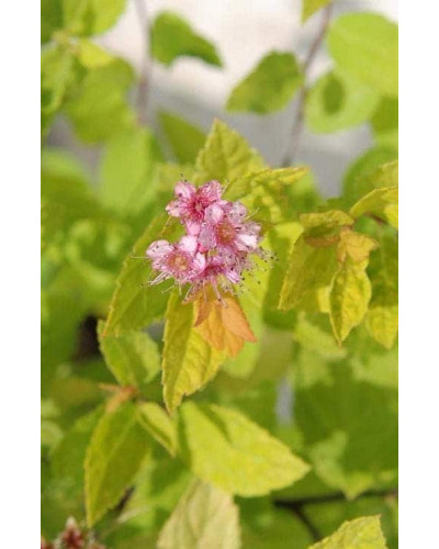 Спірея японська Голдмаунд | Спирея японская Голдмаунд | Spiraea japonica Goldmound