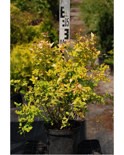 Спірея японська Голдмаунд | Спирея японская Голдмаунд | Spiraea japonica Goldmound