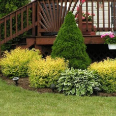 Спірея японська Голдмаунд | Спирея японская Голдмаунд | Spiraea japonica Goldmound