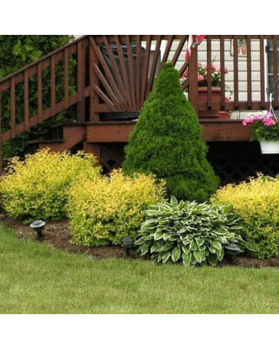 Спірея японська Голдмаунд | Спирея японская Голдмаунд | Spiraea japonica Goldmound