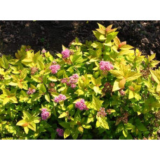 Спірея японська Голдмаунд | Спирея японская Голдмаунд | Spiraea japonica Goldmound