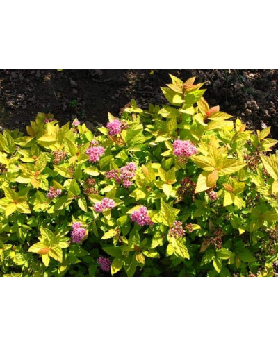 Спірея японська Голдмаунд | Спирея японская Голдмаунд | Spiraea japonica Goldmound