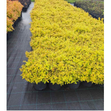 Спірея японська Голдмаунд | Спирея японская Голдмаунд | Spiraea japonica Goldmound
