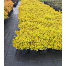 Спірея японська Голдмаунд | Спирея японская Голдмаунд | Spiraea japonica Goldmound