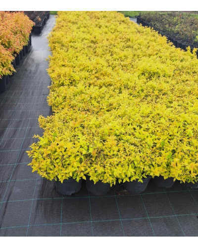 Спірея японська Голдмаунд | Спирея японская Голдмаунд | Spiraea japonica Goldmound