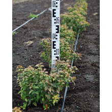 Спірея японська Голдмаунд | Спирея японская Голдмаунд | Spiraea japonica Goldmound