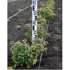 Спірея японська Голдмаунд | Спирея японская Голдмаунд | Spiraea japonica Goldmound