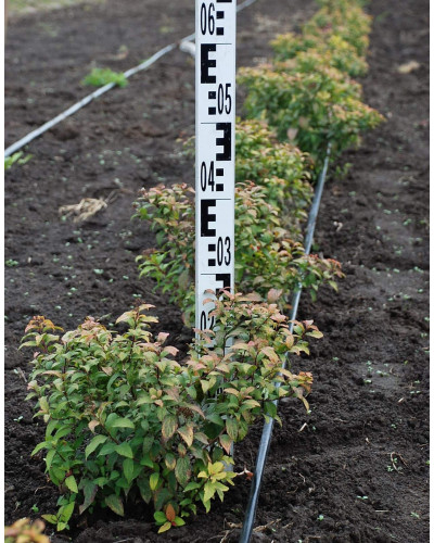 Спірея японська Голдмаунд | Спирея японская Голдмаунд | Spiraea japonica Goldmound