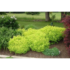 Спірея японська Голдмаунд | Спирея японская Голдмаунд | Spiraea japonica Goldmound