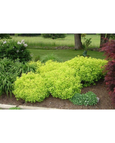 Спірея японська Голдмаунд | Спирея японская Голдмаунд | Spiraea japonica Goldmound