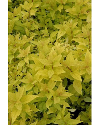 Спірея японська Голдмаунд | Спирея японская Голдмаунд | Spiraea japonica Goldmound