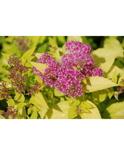 Спірея японська Голдмаунд | Спирея японская Голдмаунд | Spiraea japonica Goldmound