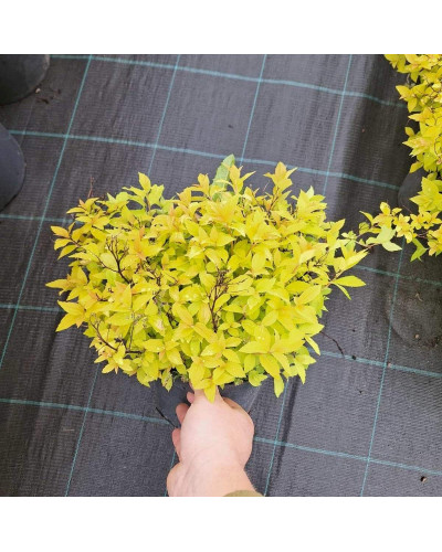 Спірея японська Голдмаунд | Спирея японская Голдмаунд | Spiraea japonica Goldmound