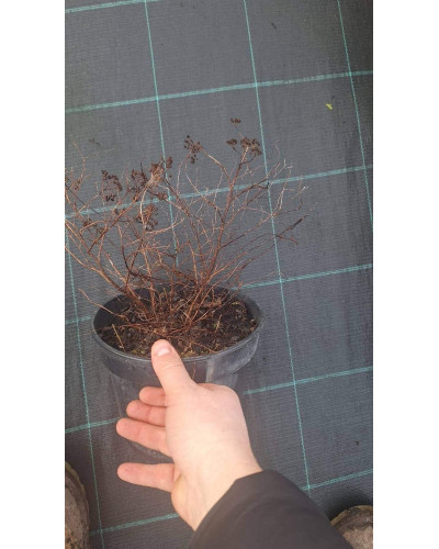 Спірея японська Голдмаунд | Спирея японская Голдмаунд | Spiraea japonica Goldmound