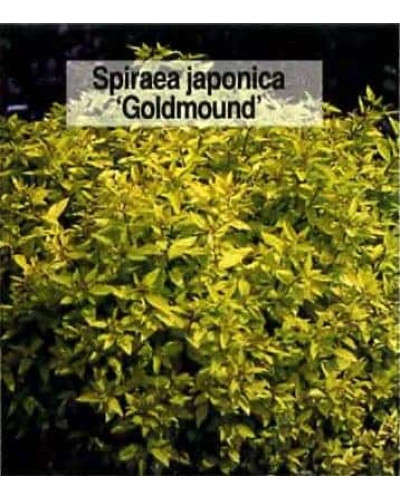 Спірея японська Голдмаунд | Спирея японская Голдмаунд | Spiraea japonica Goldmound