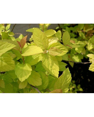 Спірея японська Голдмаунд | Спирея японская Голдмаунд | Spiraea japonica Goldmound