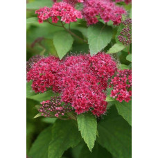 Спірея японська Дартс Ред | Спирея японская Дартс Ред | Spiraea japonica Darts Red
