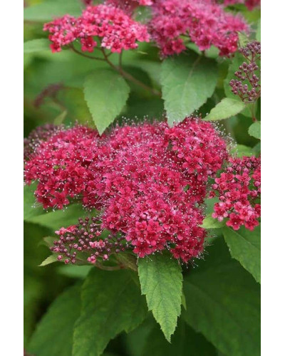 Спірея японська Дартс Ред | Спирея японская Дартс Ред | Spiraea japonica Darts Red