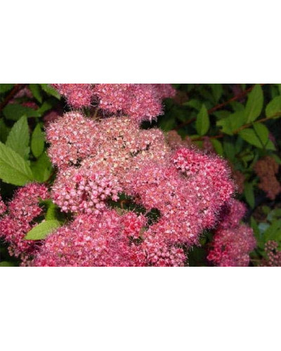 Спірея японська Дартс Ред | Спирея японская Дартс Ред | Spiraea japonica Darts Red