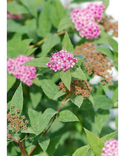 Спірея японська Дартс Ред | Спирея японская Дартс Ред | Spiraea japonica Darts Red