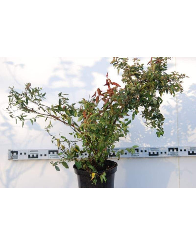 Спірея японська Дартс Ред | Спирея японская Дартс Ред | Spiraea japonica Darts Red