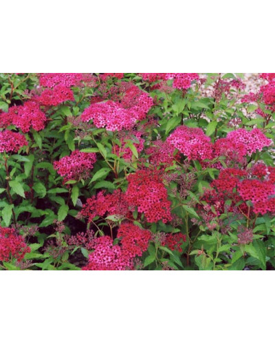 Спірея японська Дартс Ред | Спирея японская Дартс Ред | Spiraea japonica Darts Red