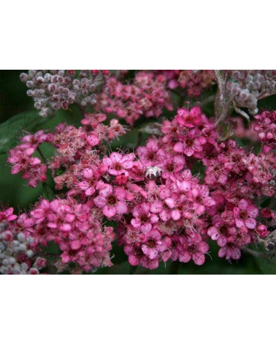 Спірея японська Дартс Ред | Спирея японская Дартс Ред | Spiraea japonica Darts Red