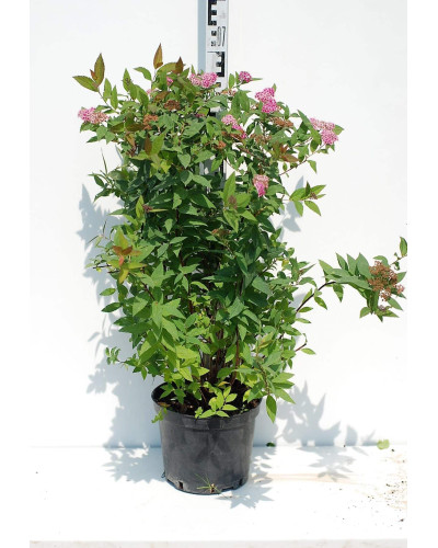 Спірея японська Дартс Ред | Спирея японская Дартс Ред | Spiraea japonica Darts Red