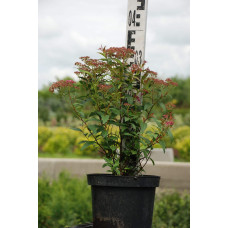 Спірея японська Дартс Ред | Спирея японская Дартс Ред | Spiraea japonica Darts Red