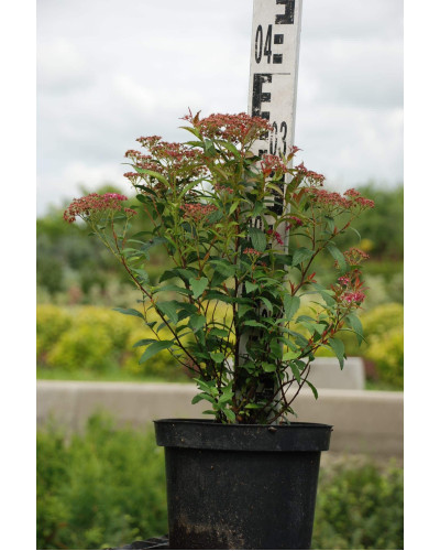 Спірея японська Дартс Ред | Спирея японская Дартс Ред | Spiraea japonica Darts Red