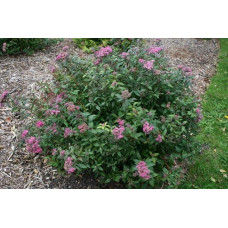 Спірея японська Дартс Ред | Спирея японская Дартс Ред | Spiraea japonica Darts Red