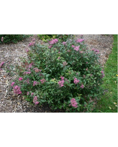 Спірея японська Дартс Ред | Спирея японская Дартс Ред | Spiraea japonica Darts Red