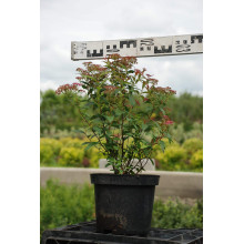 Спірея японська Дартс Ред | Спирея японская Дартс Ред | Spiraea japonica Darts Red
