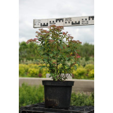 Спірея японська Дартс Ред | Спирея японская Дартс Ред | Spiraea japonica Darts Red