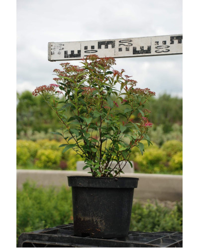 Спірея японська Дартс Ред | Спирея японская Дартс Ред | Spiraea japonica Darts Red