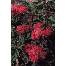 Спірея японська Дартс Ред | Спирея японская Дартс Ред | Spiraea japonica Darts Red