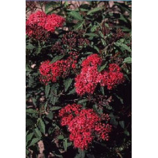 Спірея японська Дартс Ред | Спирея японская Дартс Ред | Spiraea japonica Darts Red