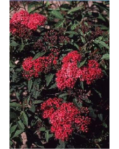 Спірея японська Дартс Ред | Спирея японская Дартс Ред | Spiraea japonica Darts Red