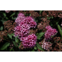 Спірея японська Дартс Ред | Спирея японская Дартс Ред | Spiraea japonica Darts Red