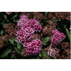 Спірея японська Дартс Ред | Спирея японская Дартс Ред | Spiraea japonica Darts Red