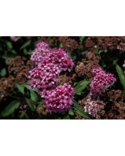 Спірея японська Дартс Ред | Спирея японская Дартс Ред | Spiraea japonica Darts Red