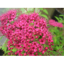 Спірея японська Дартс Ред | Спирея японская Дартс Ред | Spiraea japonica Darts Red
