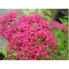 Спірея японська Дартс Ред | Спирея японская Дартс Ред | Spiraea japonica Darts Red