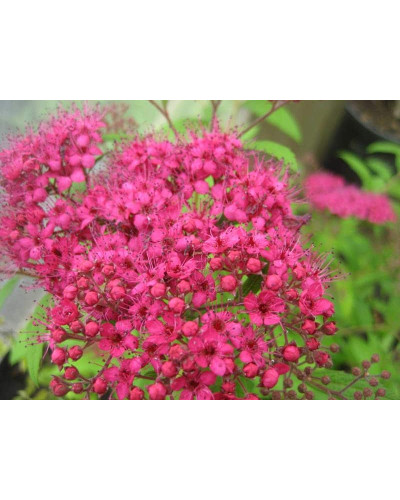 Спірея японська Дартс Ред | Спирея японская Дартс Ред | Spiraea japonica Darts Red