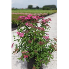 Спірея японська Дартс Ред | Спирея японская Дартс Ред | Spiraea japonica Darts Red