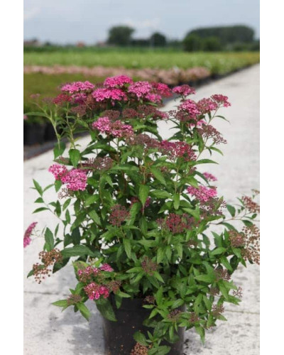 Спірея японська Дартс Ред | Спирея японская Дартс Ред | Spiraea japonica Darts Red