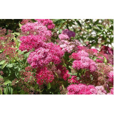 Спірея японська Дартс Ред | Спирея японская Дартс Ред | Spiraea japonica Darts Red