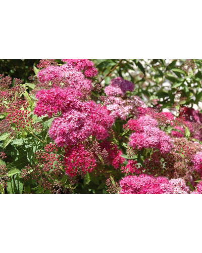 Спірея японська Дартс Ред | Спирея японская Дартс Ред | Spiraea japonica Darts Red